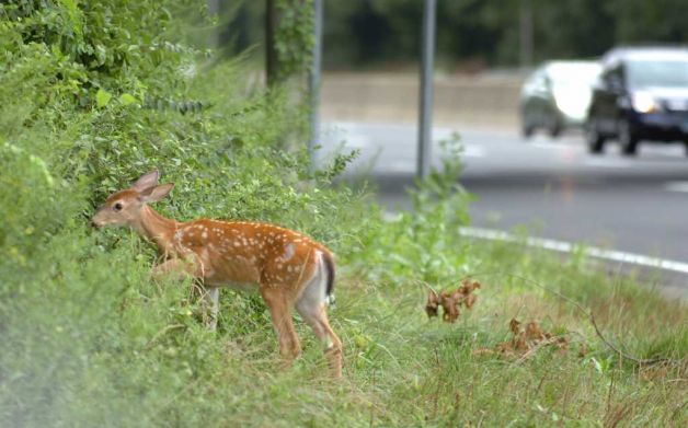 deer-on-road