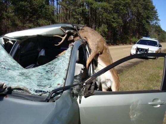 deer-vehicle-accident