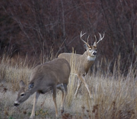 doe-and-buck