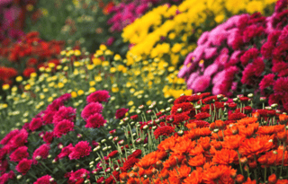 Fall Mums