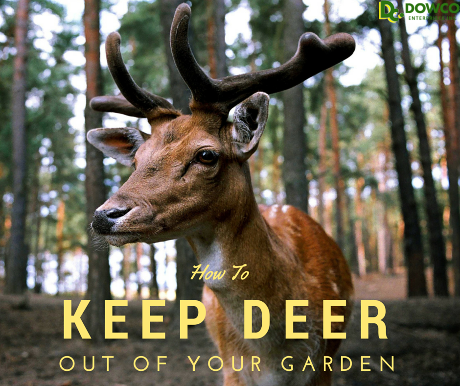 How to Keep Deer Out of Your Garden