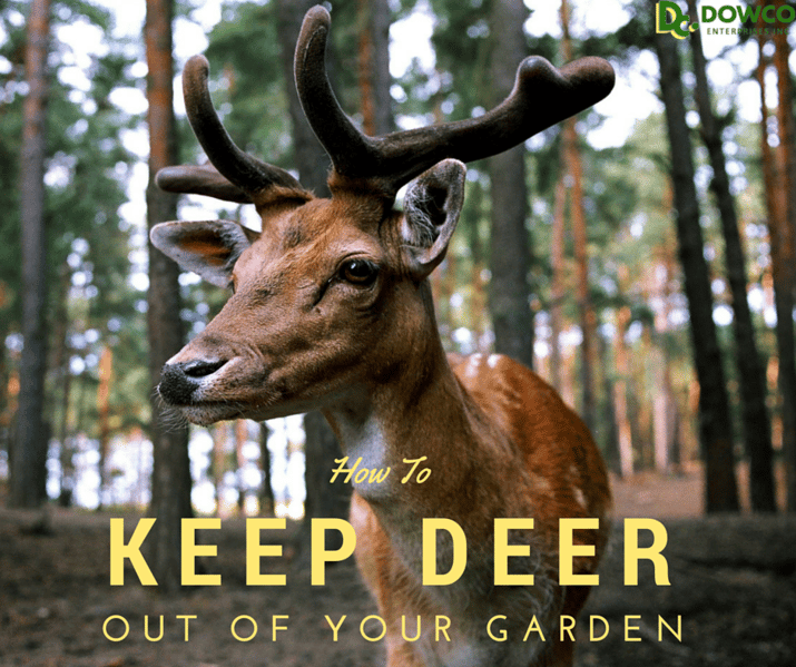 How To Keep Deer Out Of Your Garden how-to-keep-deer-out-of-your-garden