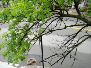 dead_branches5_23a-300x225
