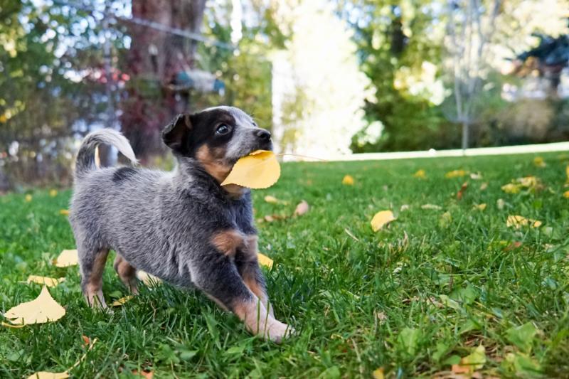 leaf dog