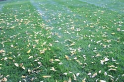 leaves_lawn.jpg