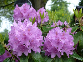 Rhododendron.jpg