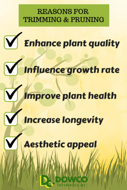5-reasons-to-prune-682x1024