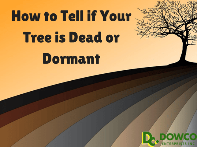 Dead-or-Dormant-Trees