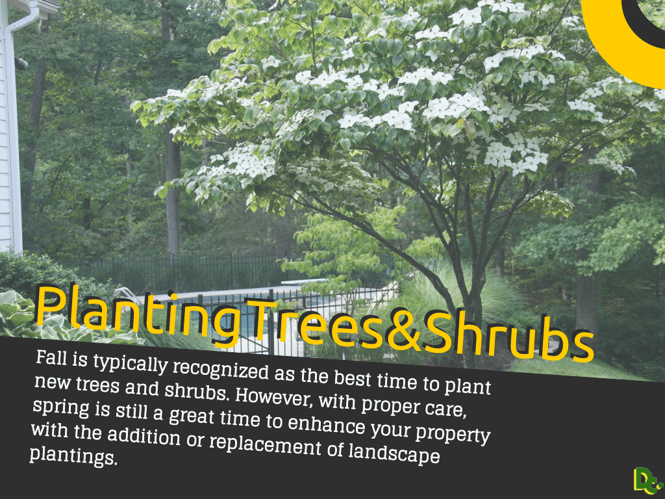Planting-Trees-Shrubs