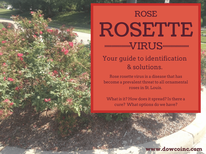 rose-rosette-header