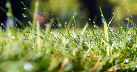 st_louis_lawn_weed_Control_service_grass