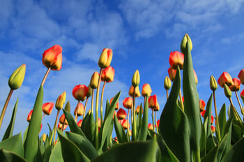 Tulips.jpg