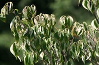 wilting_Dogwood