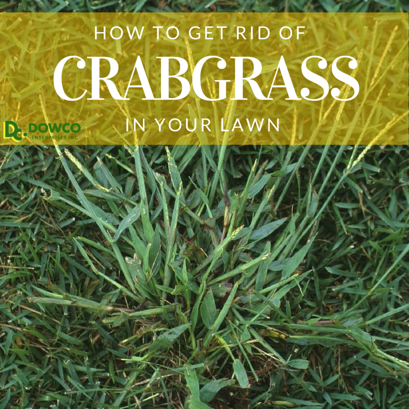 How_to_get_rid_of_crabgrass_in_your_lawn