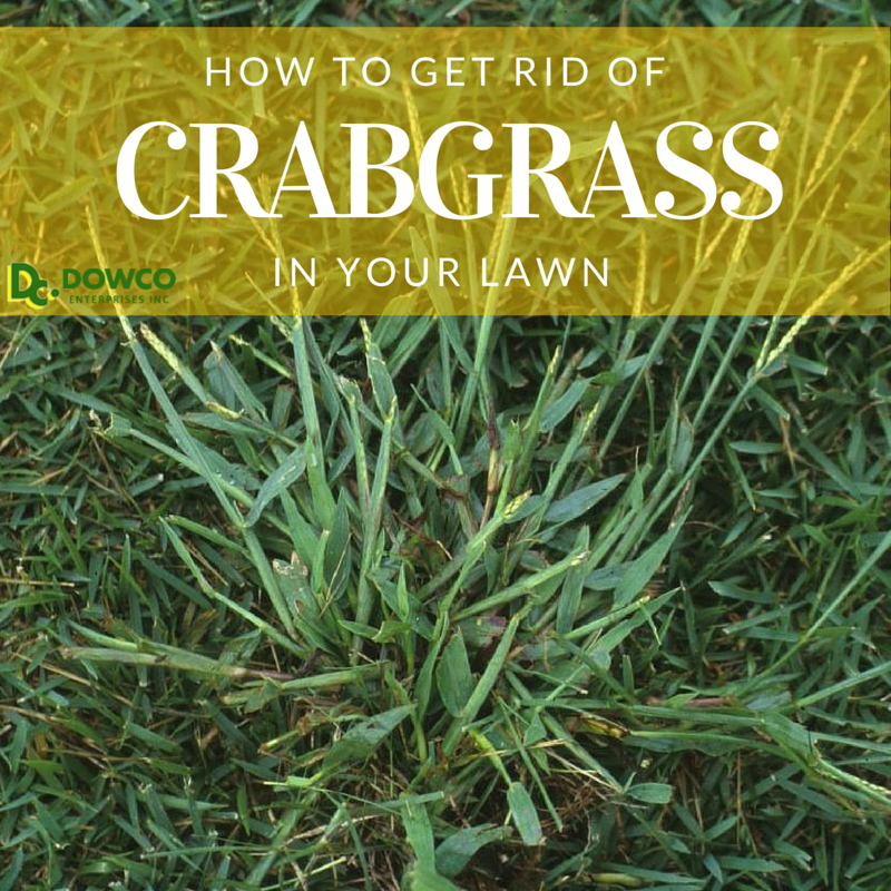 How to Get Rid of Crabgrass in Lawn