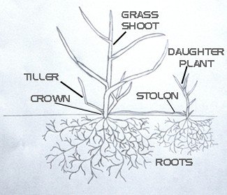 Seed_anatomy