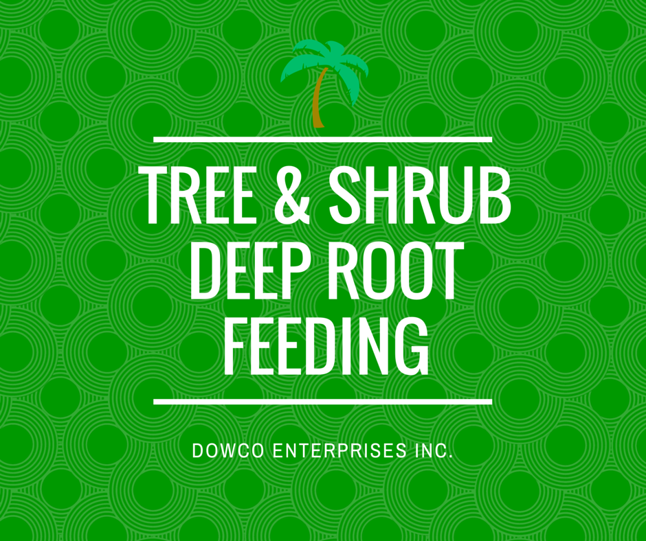 tree_and_shrub_deep_root